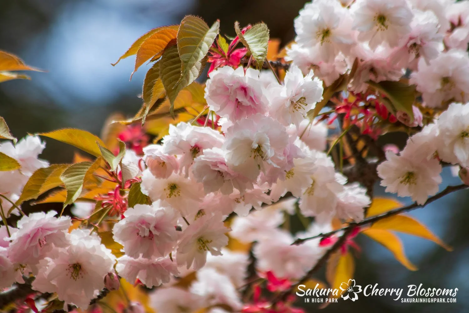 Sakura Watch, May 10, 2024–Fugenzo blossoms are in bloom in